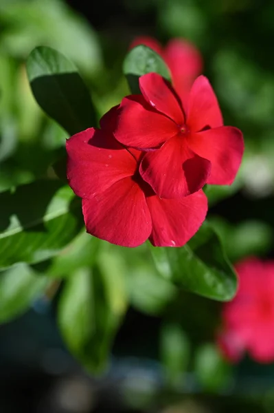 Red Blooming Flowers Growing Garden — ストック写真