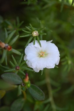 Bahçede büyüyen beyaz çiçekler