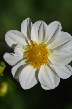 Bahçede büyüyen beyaz çiçekler