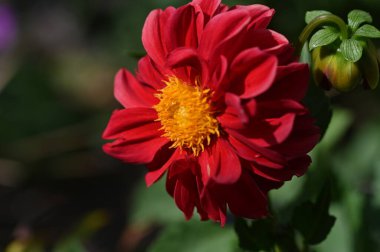 red blooming flowers growing in the garden