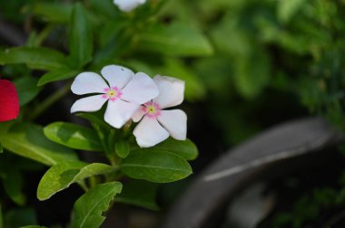 Bahçede büyüyen beyaz çiçekler