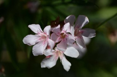 Bahçede büyüyen beyaz çiçekler