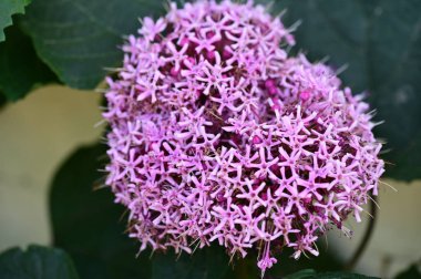 Bahçedeki güzel pembe çiçekler