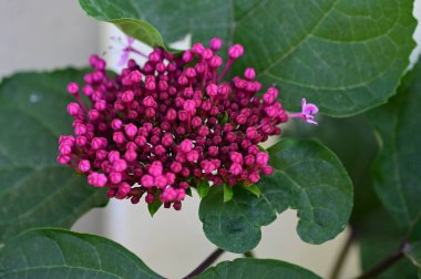 Bahçedeki güzel pembe çiçekler