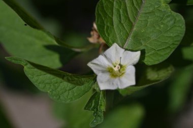 Bahçede büyüyen beyaz çiçekler