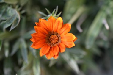 Bahçedeki güzel portakal çiçekleri