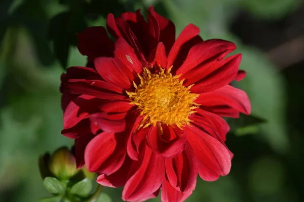 Red Blooming Flowers Growing Garden — Fotografia de Stock