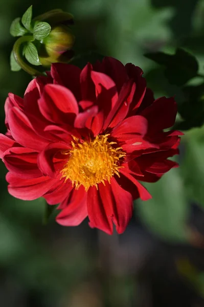 Red Blooming Flowers Growing Garden — Zdjęcie stockowe