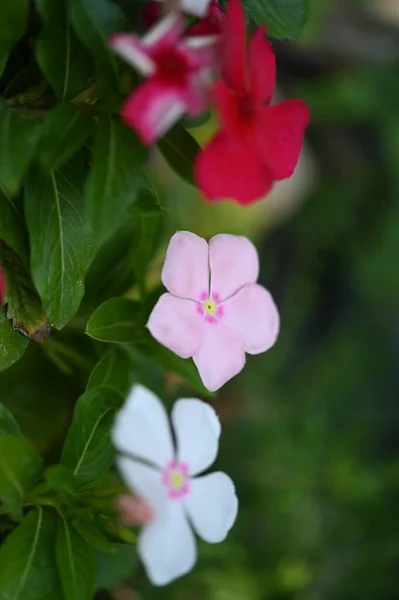 Närbild Vackra Blommor — Stockfoto