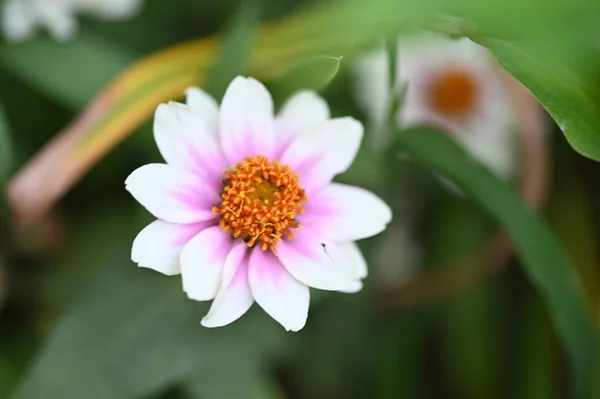 White Flowers Growing Garden — Stock Photo, Image