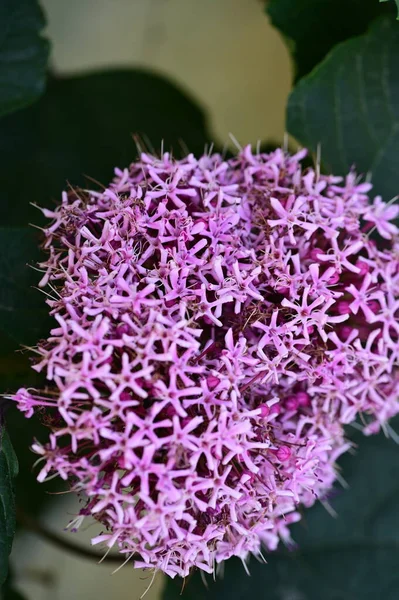 Bahçedeki güzel pembe çiçekler