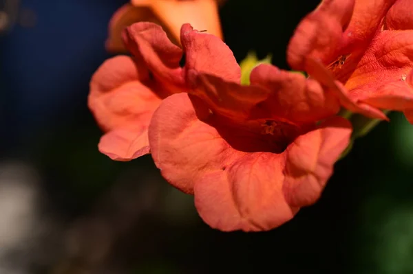 Red Blooming Flowers Growing Garden — Zdjęcie stockowe