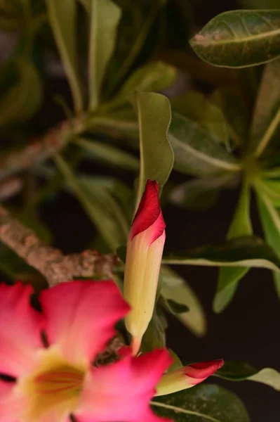 Schöne Rosa Blumen Garten — Stockfoto