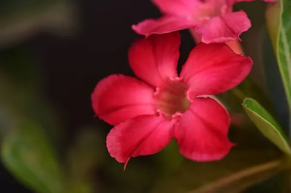 Krásné Růžové Květy Zahradě — Stock fotografie