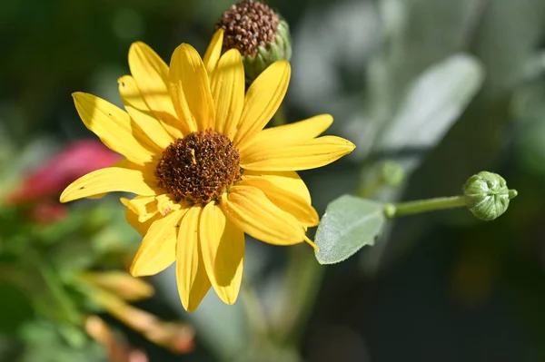 Hermosas Flores Amarillas Jardín — Foto de Stock