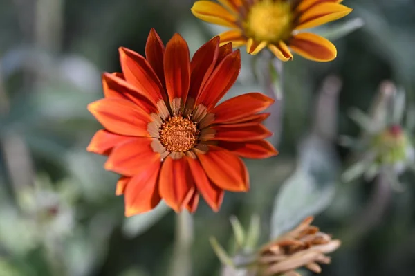 Vackra Orange Blommor Trädgården — Stockfoto
