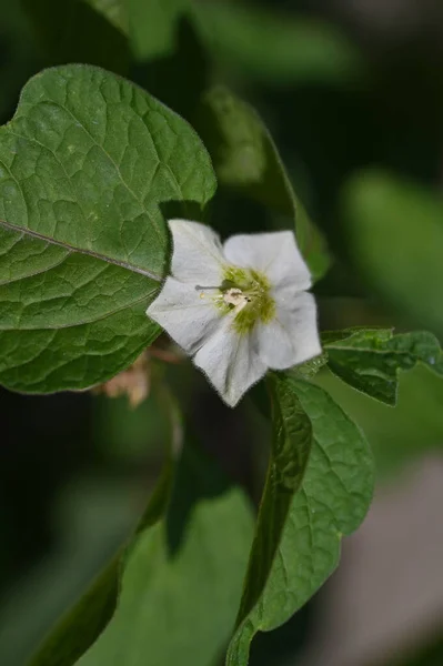 Weiße Blumen Wachsen Garten — Stockfoto