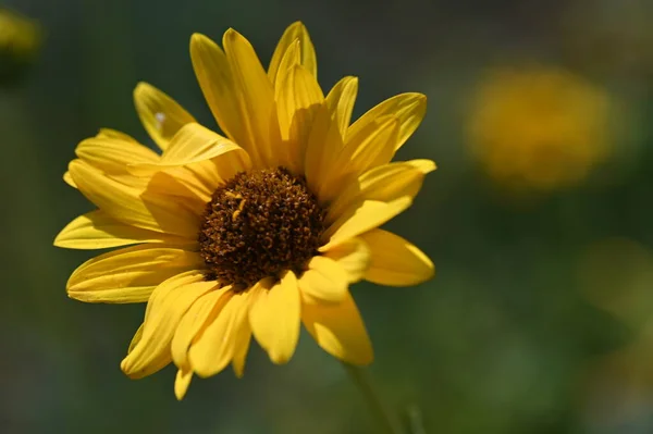 Beautiful Yellow Flowers Garden — Stock Photo, Image