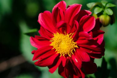 red blooming flowers growing in the garden