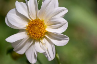 Bahçede büyüyen beyaz çiçekler