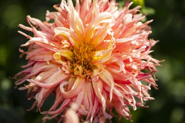 closeup view of beautiful pink dahila flowers in the garden