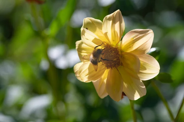 Hermosas Flores Amarillas Jardín — Foto de Stock