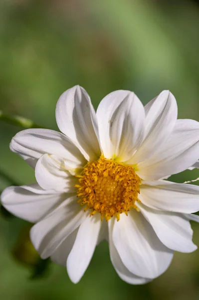 White Flowers Growing Garden — Stock Photo, Image