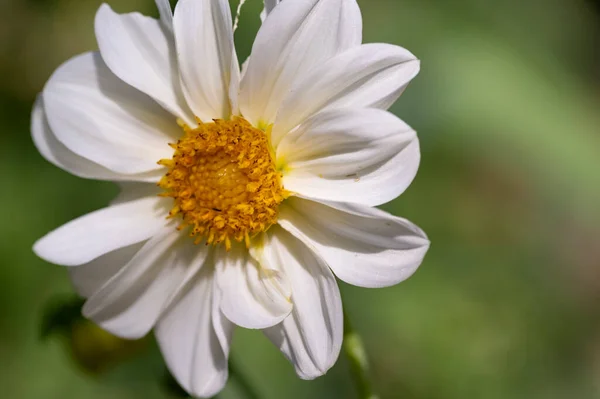 White Flowers Growing Garden — Stock Photo, Image