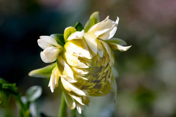 Weiße Blumen Wachsen Garten — Stockfoto