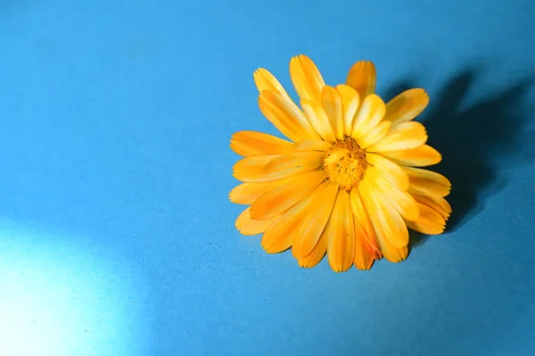 Beautiful Yellow Flower Blue Background — Stock Photo, Image