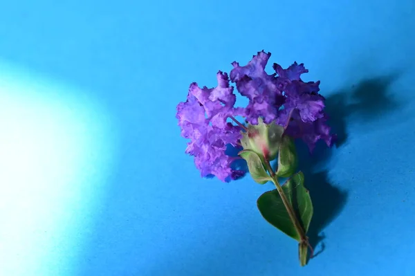 Красивый Фиолетовый Цветок Голубом Фоне — стоковое фото