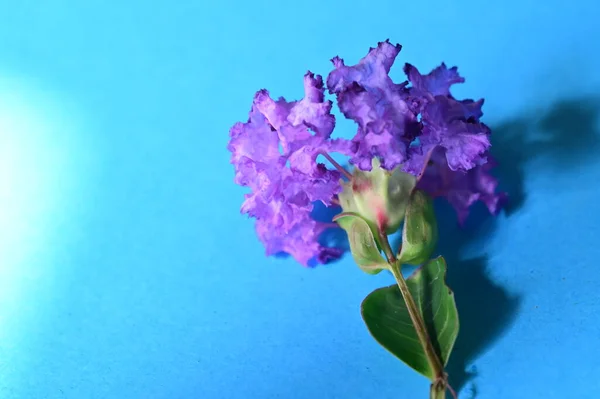 Gyönyörű Lila Virág Egy Kék Háttér — Stock Fotó