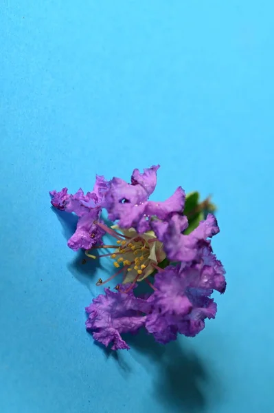 Hermosa Flor Púrpura Sobre Fondo Azul — Foto de Stock