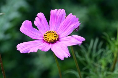 Bahçedeki güzel pembe çiçekler