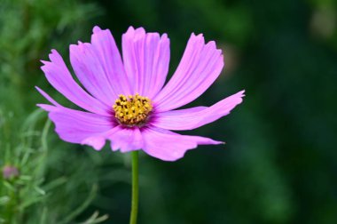 Bahçedeki güzel pembe çiçekler
