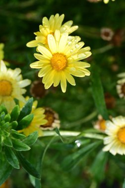 Bahçedeki güzel sarı çiçekler