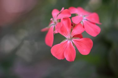 Bahçedeki güzel pembe çiçekler