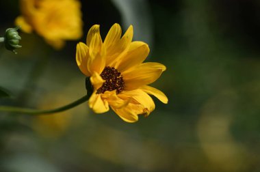 Bahçedeki güzel sarı çiçekler