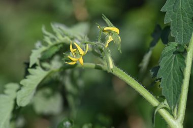 Bahçedeki güzel sarı çiçekler