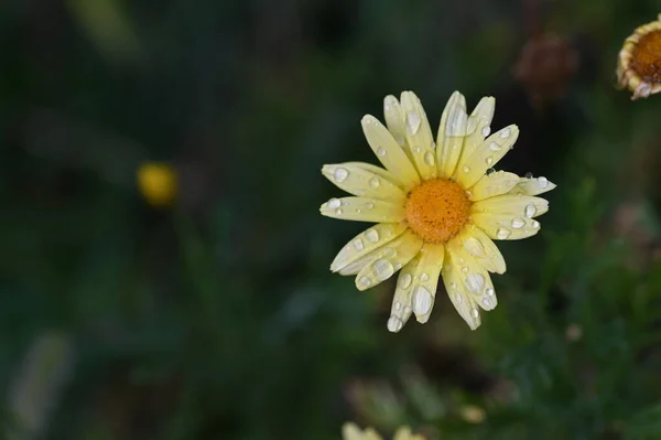 花园里美丽的黄花 — 图库照片