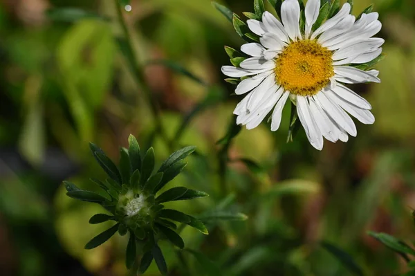 Fleurs Blanches Poussant Dans Jardin — Photo