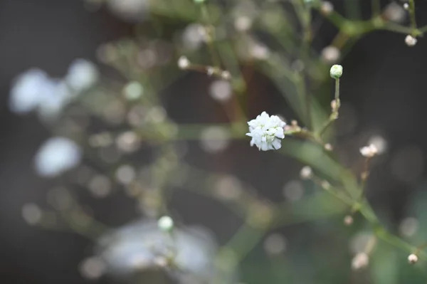 Flores Blancas Creciendo Jardín — Foto de Stock