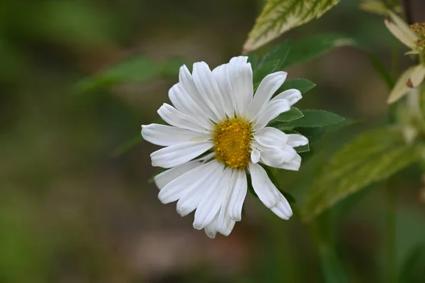 Fleurs Blanches Poussant Dans Jardin — Photo