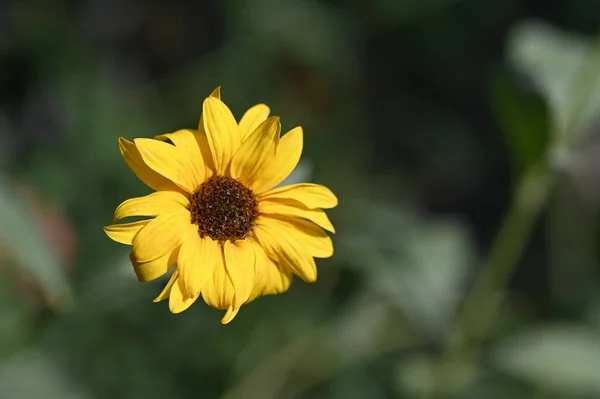 Hermosas Flores Amarillas Jardín — Foto de Stock