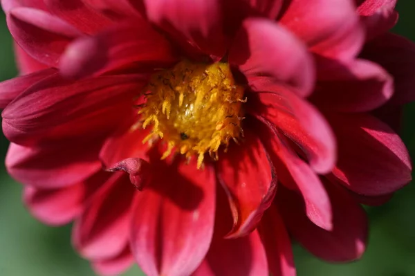 Beautiful Pink Flower Growing Garden — Stockfoto