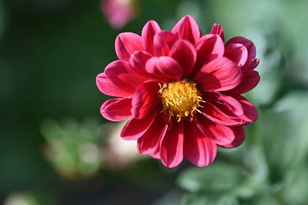 Beautiful Pink Flower Growing Garden — Stockfoto