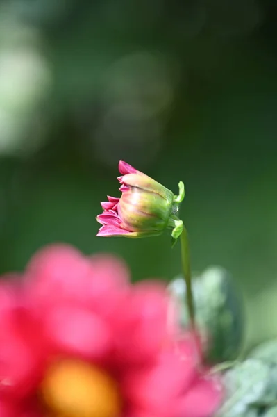 花园里长着美丽的粉红色花朵 — 图库照片
