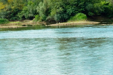 amazing view of the river and green trees at daytime