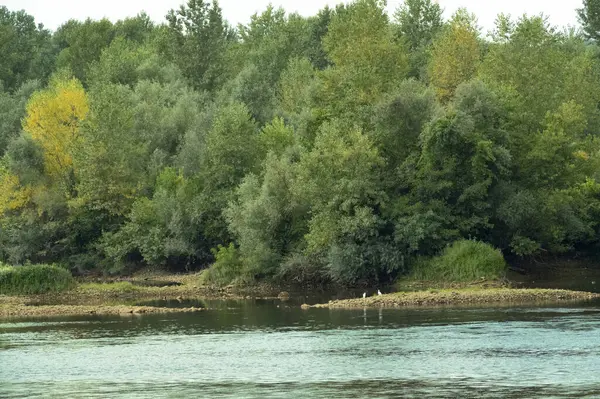 Amazing View River Green Trees Daytime —  Fotos de Stock