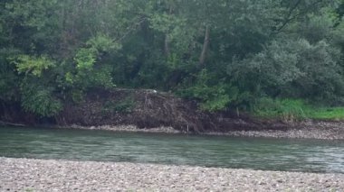 amazing view of the river with trees